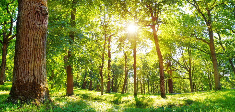 Sunshine Peeking Through Forest